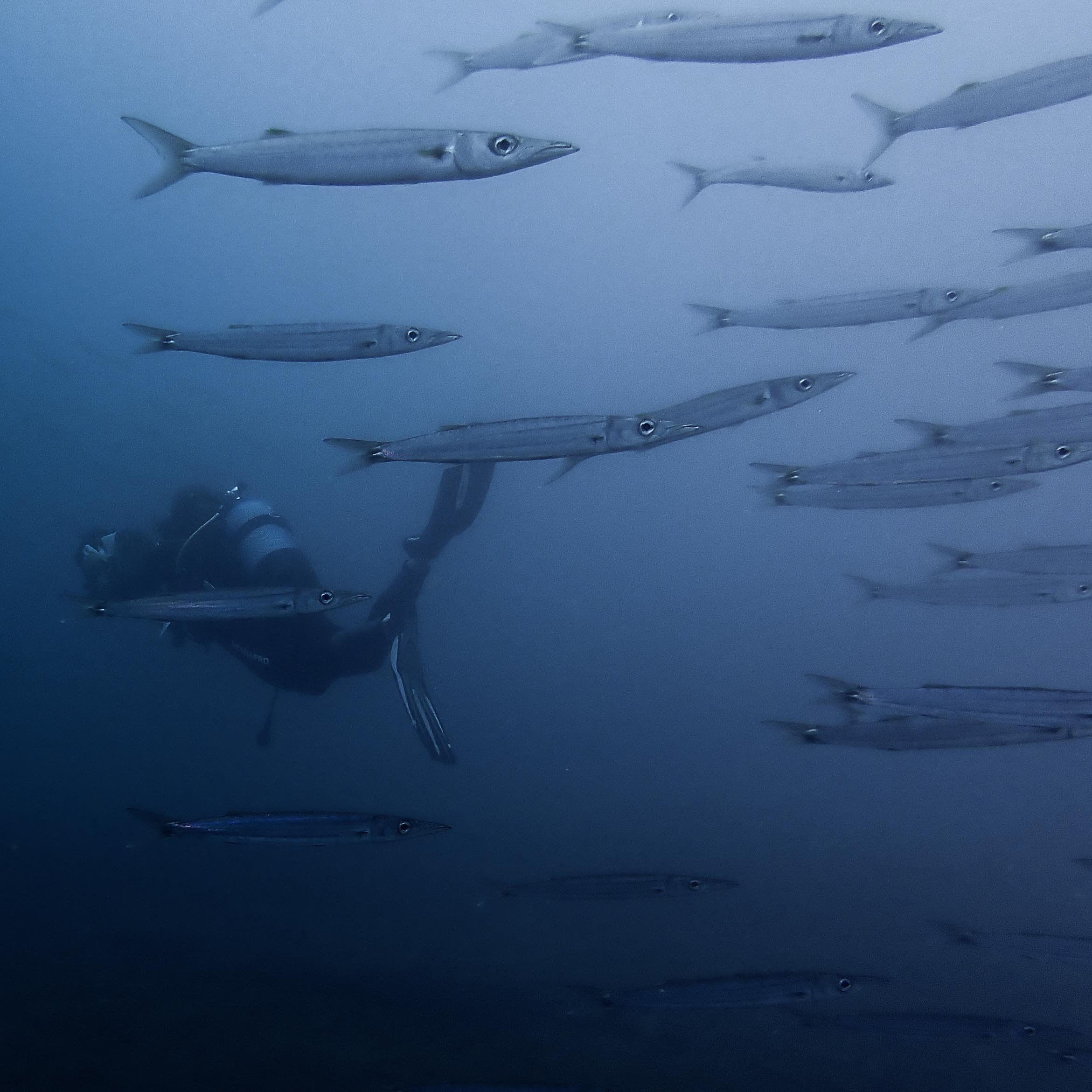 Photo de plongée sous-marine